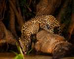 Drickande jaguar