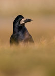 Corvus Frugilegus