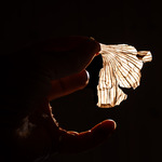 Lökskal och fingrar