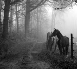 Häst i dimma