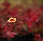 H&ouml;sten g&aring;r i r&ouml;tt och gult