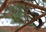 Sciurus vulgaris
