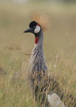 Crown Crane