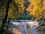 Råget i morgonljus