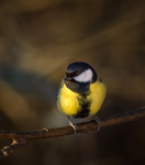 Pippi p&aring; gren..