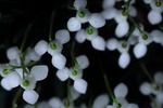 Snowdrops from above