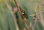 Coopersmith Barbet