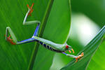 Guady leaf frog