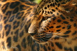 Amur Leopard i närbild