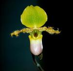 Paphiopedilum