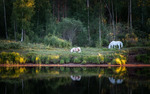 Sommar i hästhagen