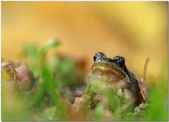 Visa medlem - Jaana Peterson - Fotosidan