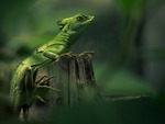 The Jesus Christ Lizard