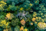 The dead tree from above.