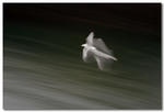 Mås i rörelse - Gull in movement