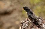 Hunting Galapagos finch