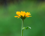 Marigold in Bloom