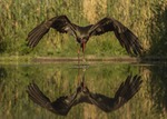 BLACK STORK