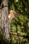 Nyfiken Ekorre 2