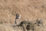 Gepard, Masai Mara