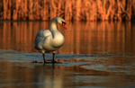 Glaciated Swan Lake