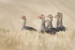 Samling inför flytten