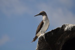 Blåfotad Sula (Blue-footed booby)