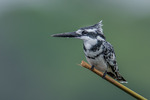 Pied Kingfisher