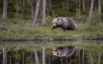 Spegelbild på Brunbjörn