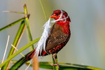 Red Avadavat