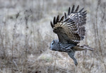 Lågt flygande lappuggla