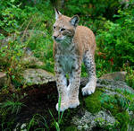 Lynx