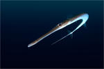 Cornetfish (Fistularia commersonii)