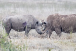 Vit möter svart, Solio Game Reserve