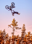 Trees and a bike