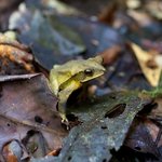 Bufo valliceps