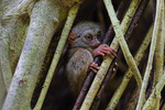 Tarsia (Tarsius lariang)