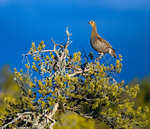 Orrh&ouml;na i v&aring;rsol