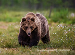 Brown bear