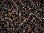 Myrornas krig