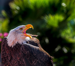 Bald Eagle i Palmitos Park