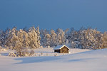 I morgonljusets sken