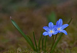 Krokus (som inte är någon Krokus)