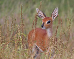 Steenbok
