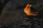 Hedpiplärka (Anthus rubescens rubescens)