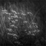 Nights in white satin