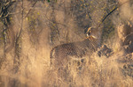 Gepard i Kruger National Park