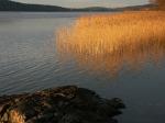 Skärgårdens guld