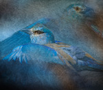 Two Blue Crows.