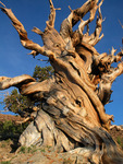 Bristlecone Pine